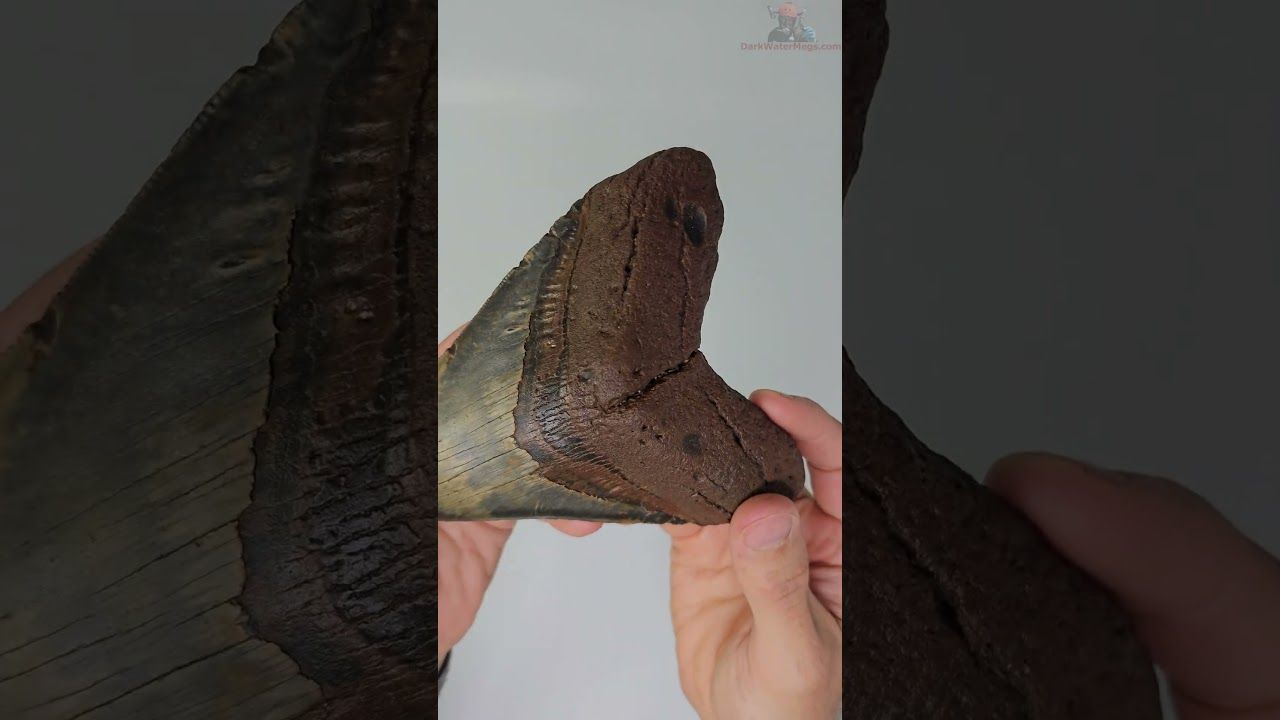 5.72" megalodon tooth