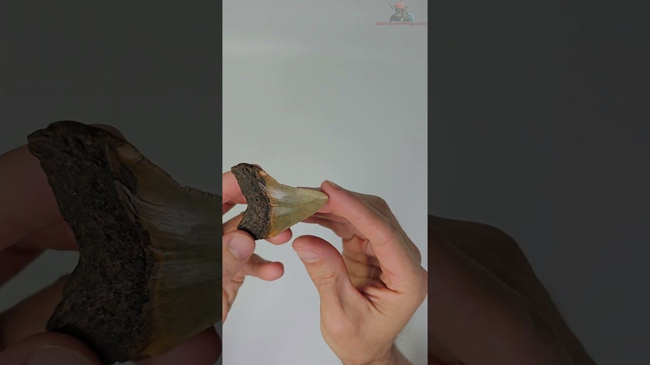 2.53" megalodon tooth
