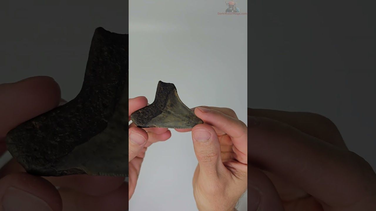 2.67" megalodon tooth