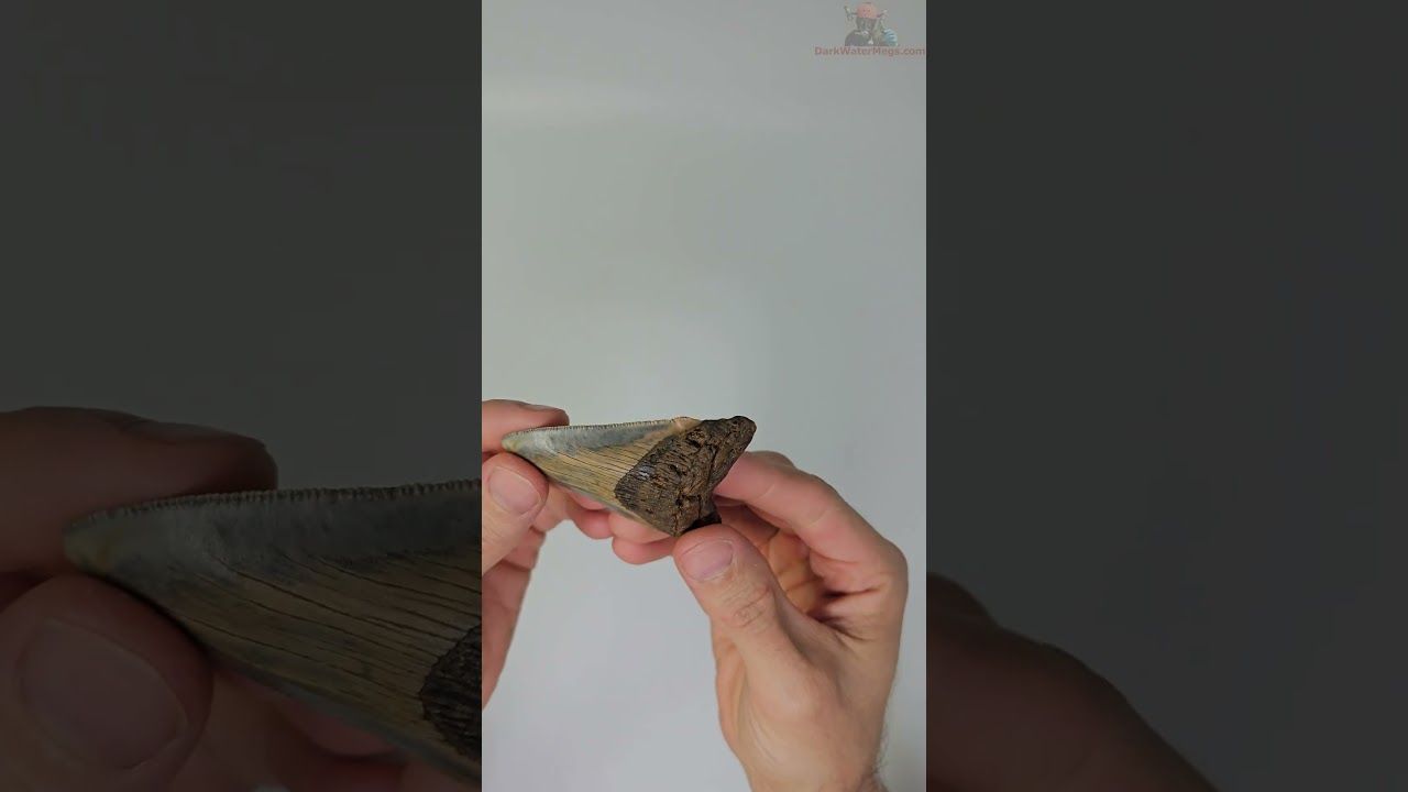 2.87" megalodon tooth