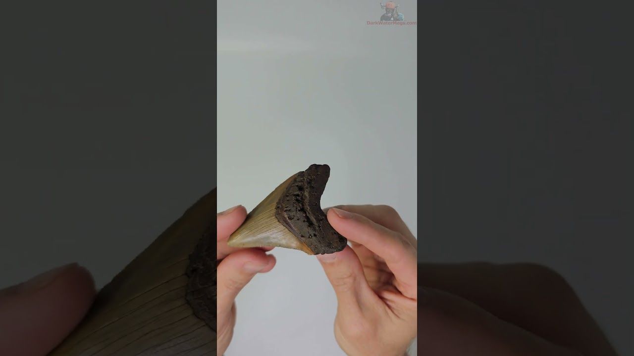 2.98" megalodon tooth