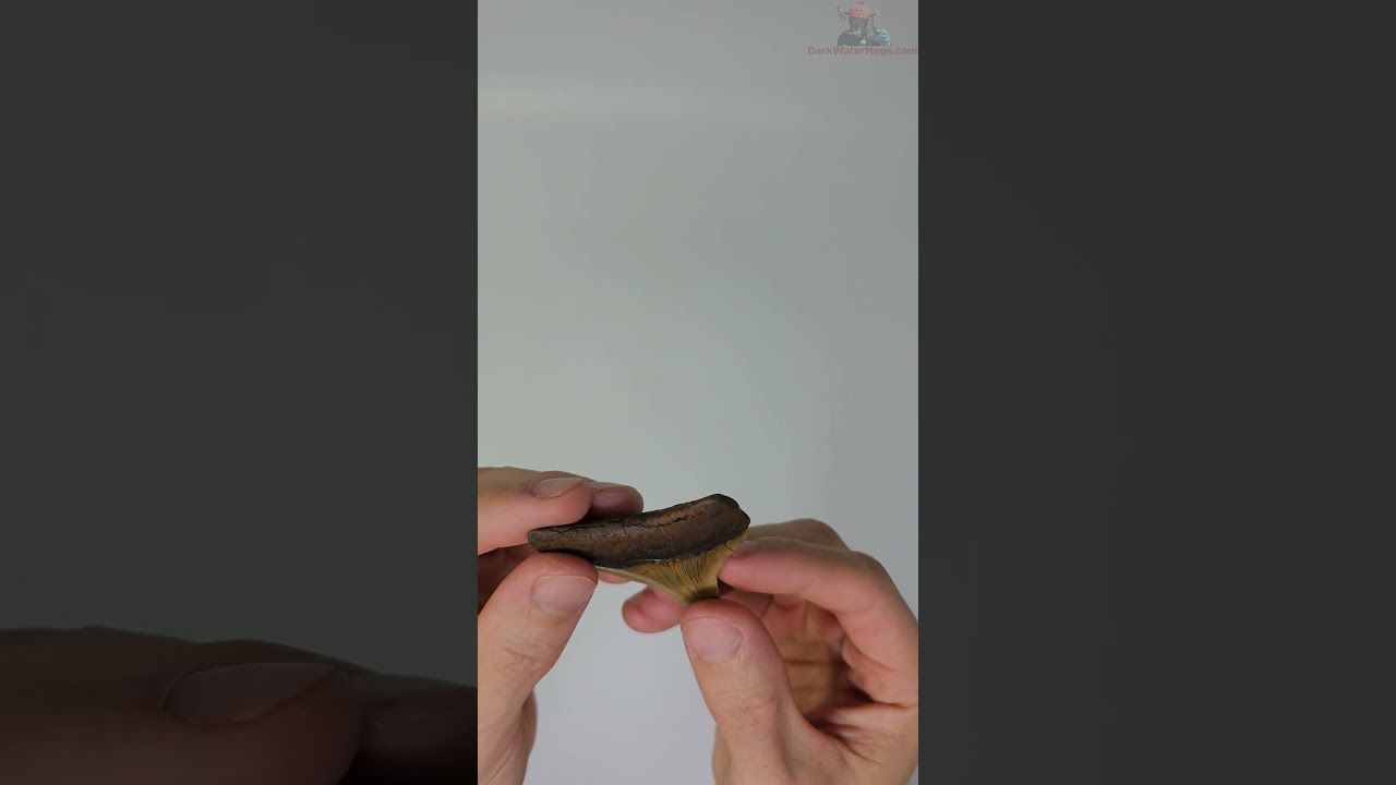 2.37" megalodon tooth