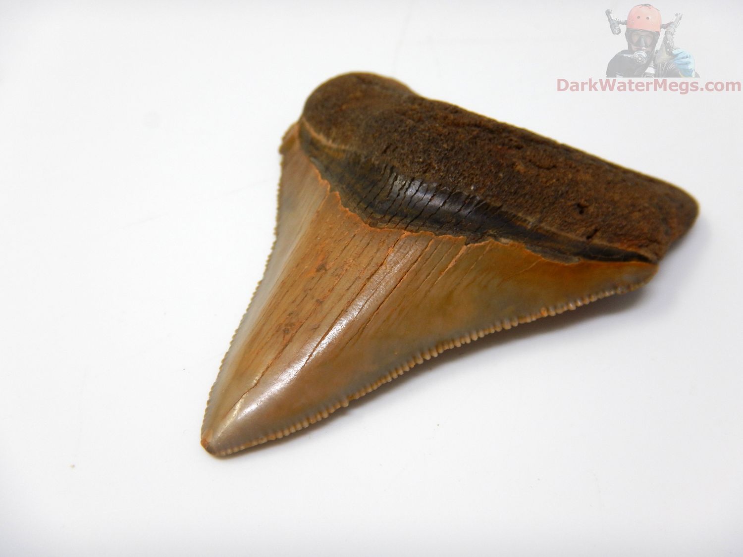 2.44" megalodon tooth