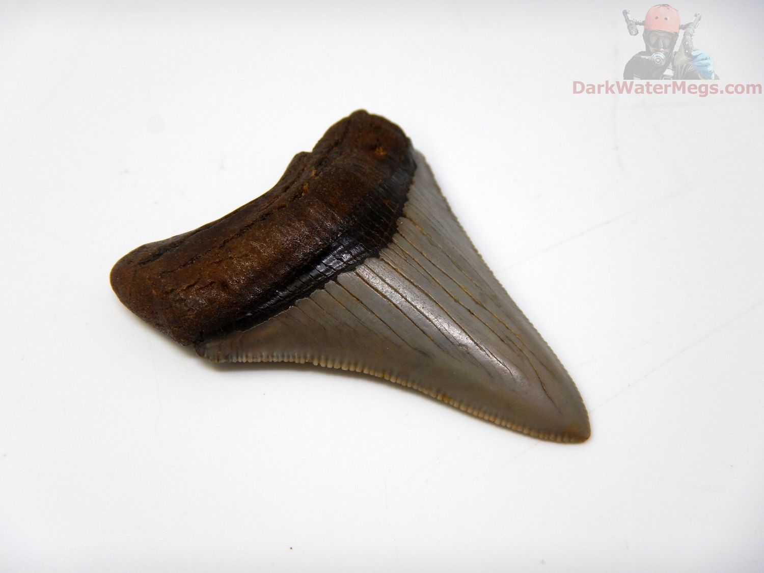 2.10" megalodon tooth
