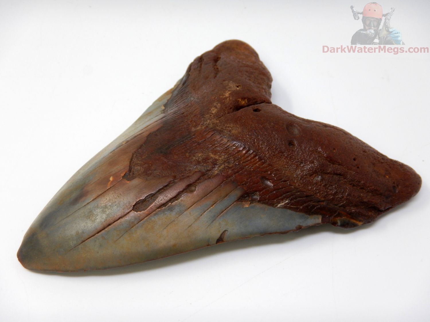 5.57" megalodon tooth