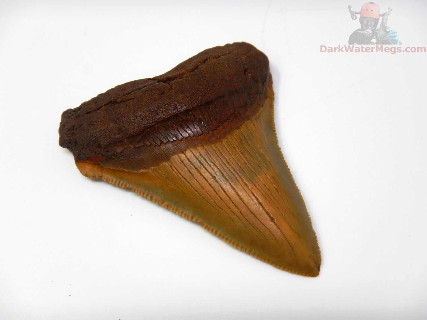 2.90" megalodon tooth