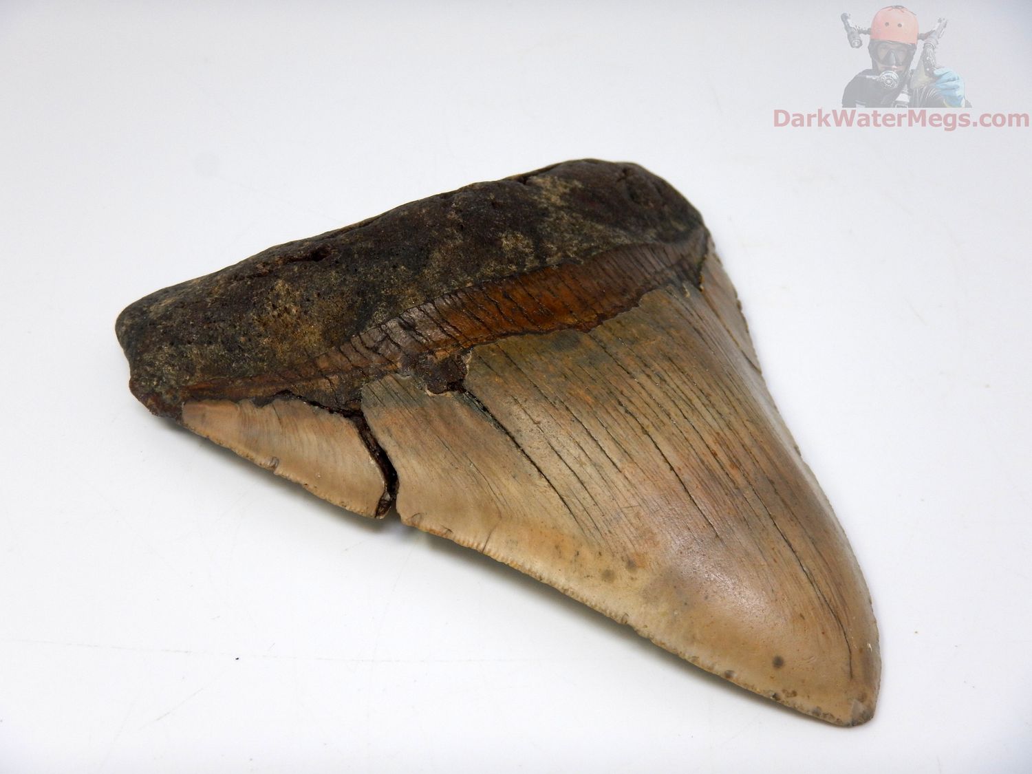 5.42" megalodon tooth
