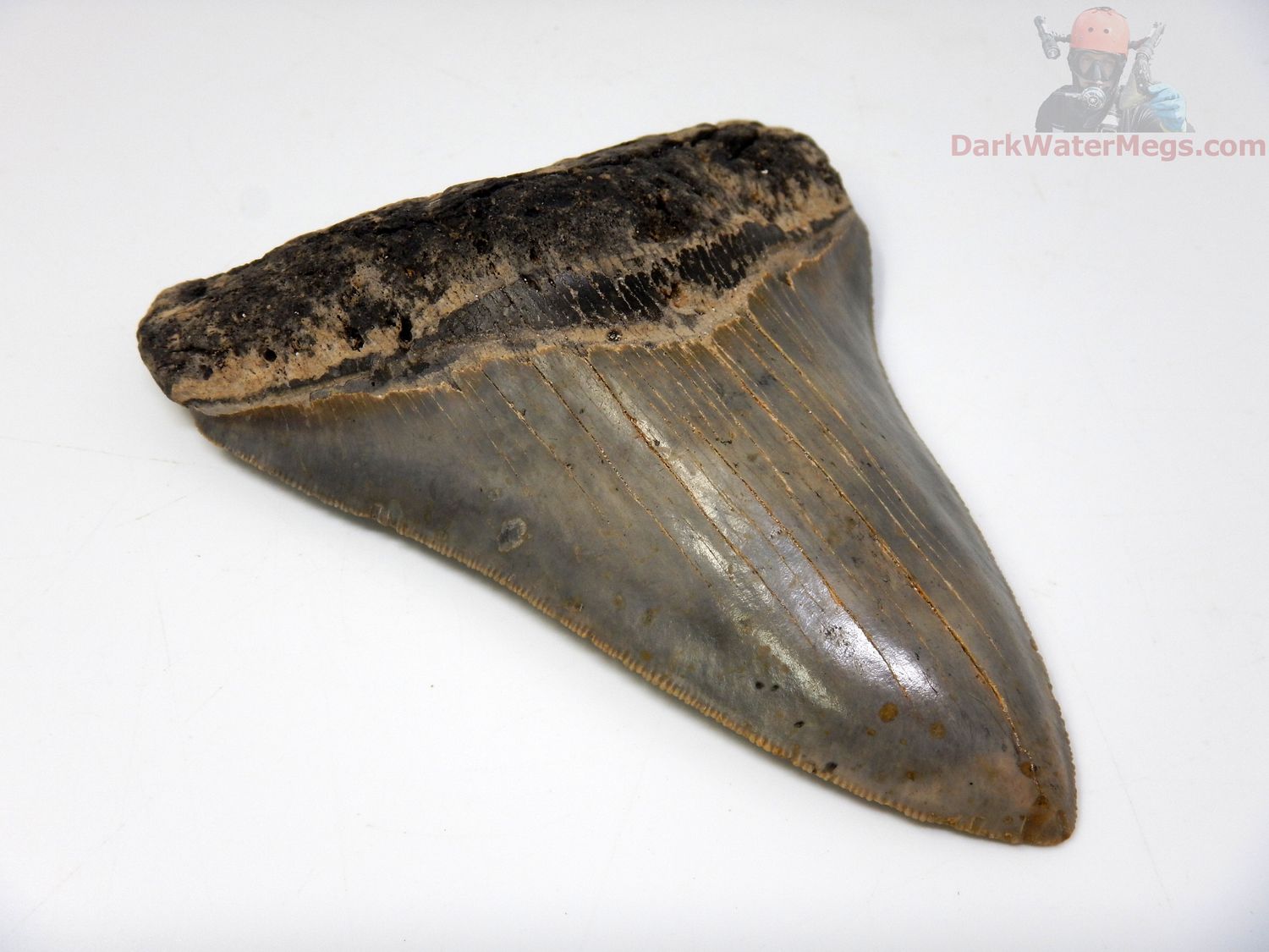 5.32" megalodon tooth