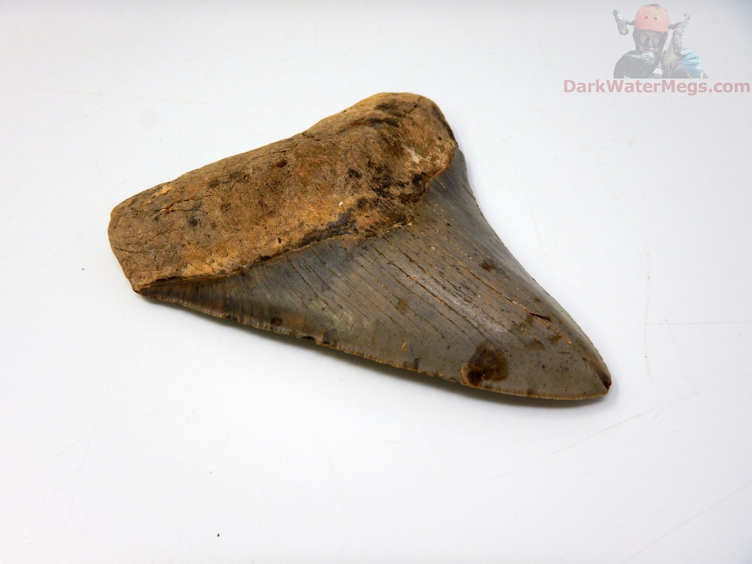 4.24" megalodon tooth