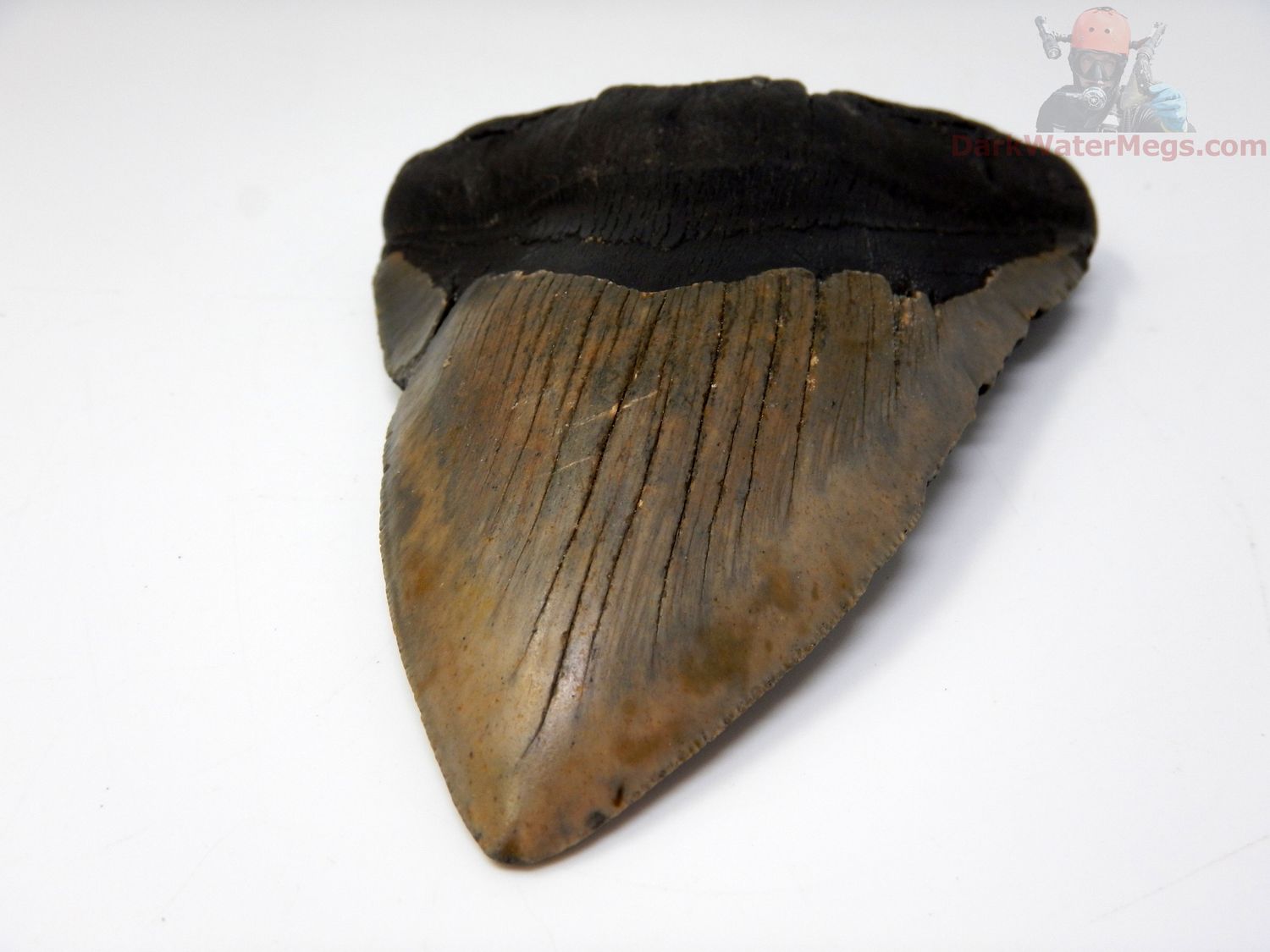 4.93" megalodon tooth