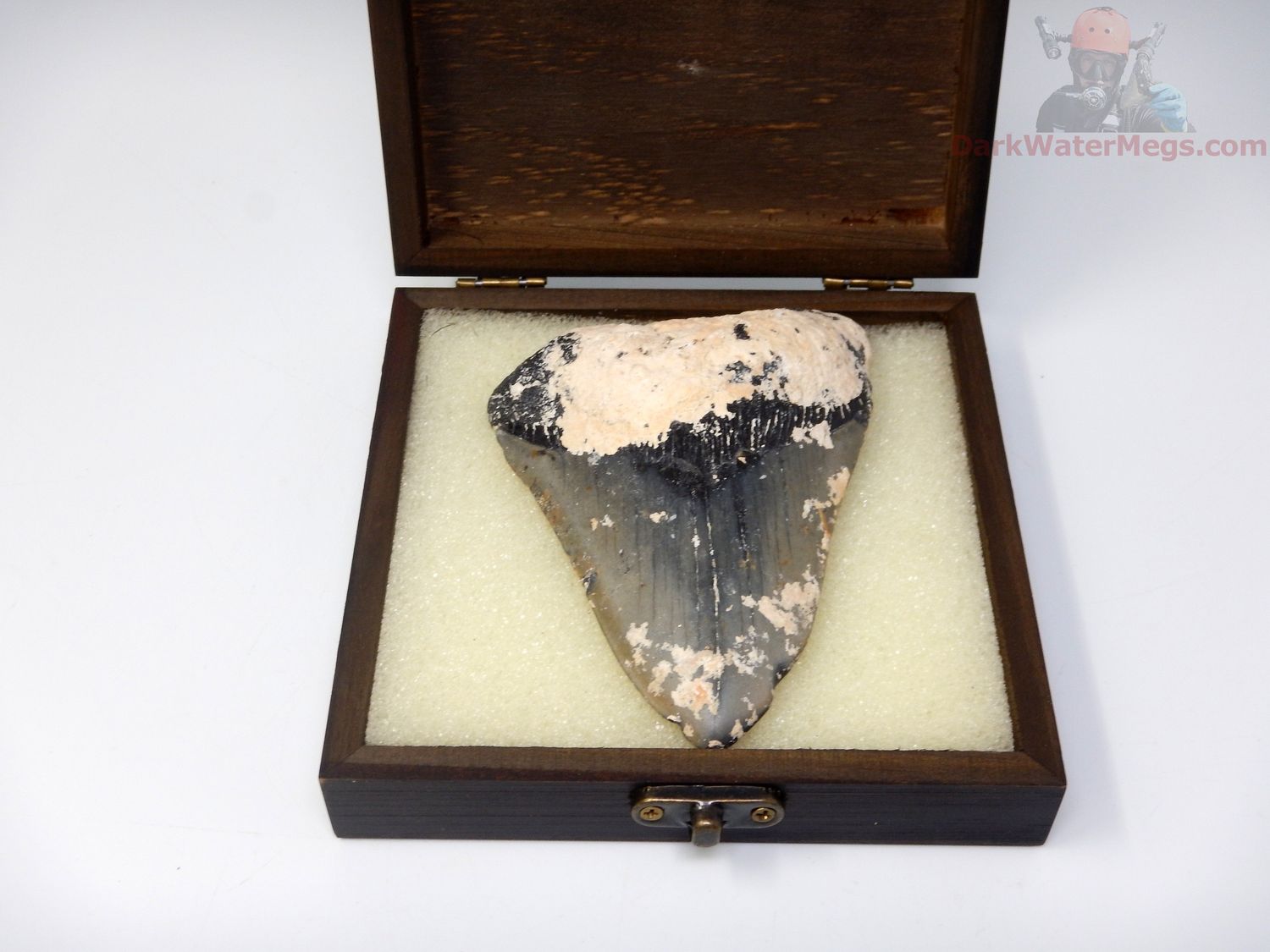 4.55" megalodon with box