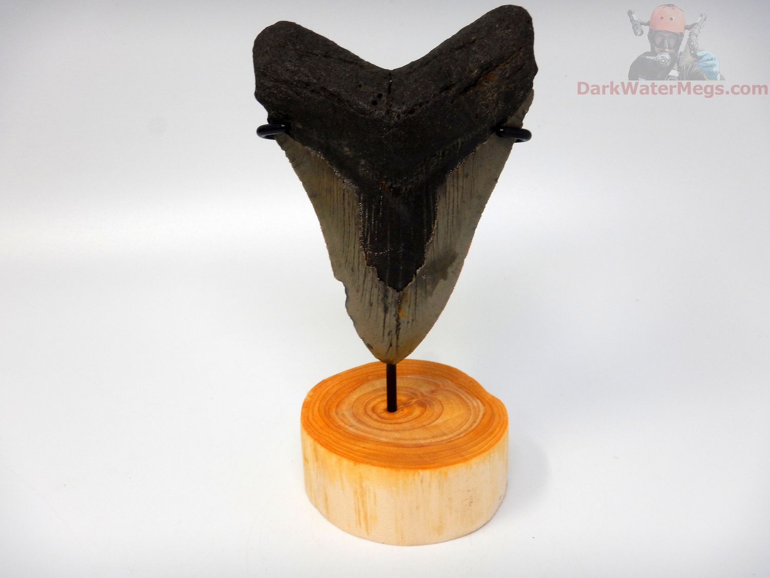 4.55" megalodon with stand