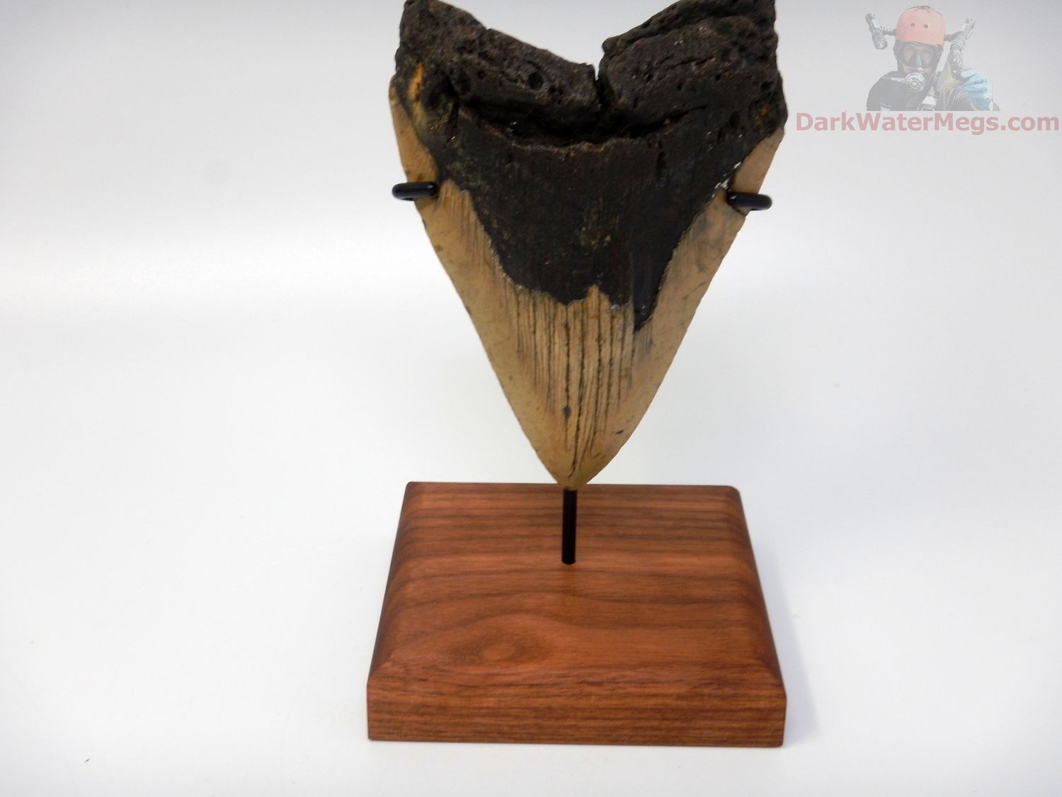 4.69" megalodon with stand