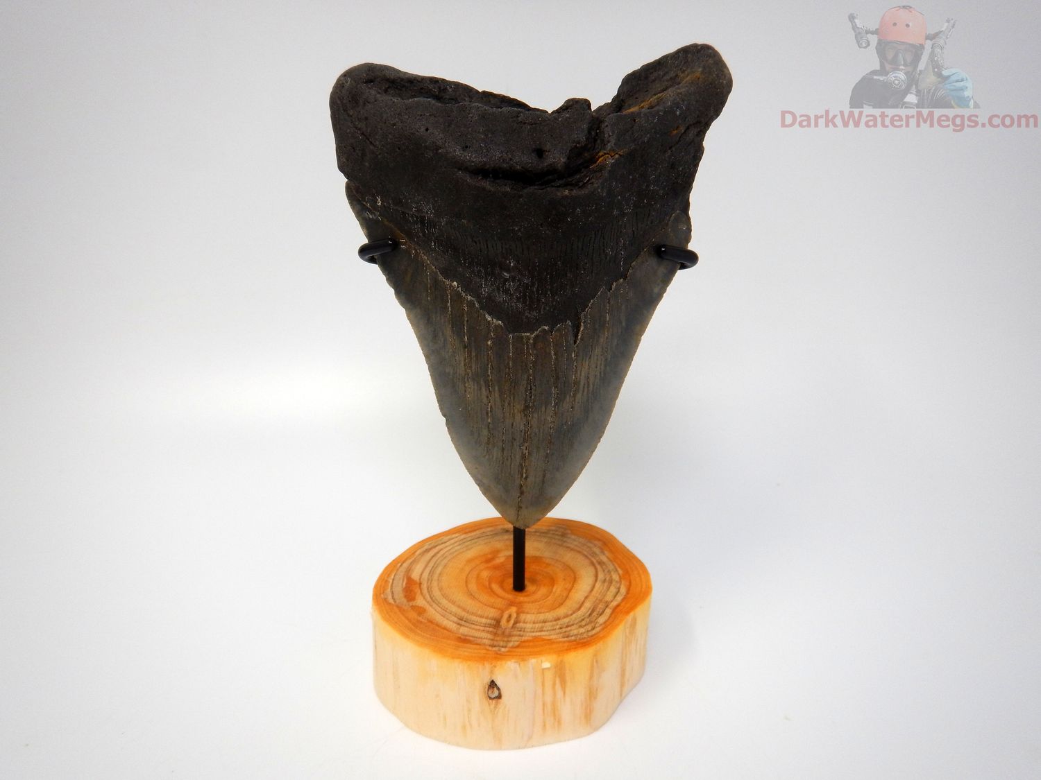 5.08" megalodon with stand