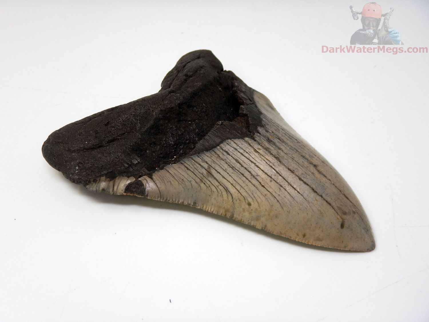 4.85" megalodon tooth