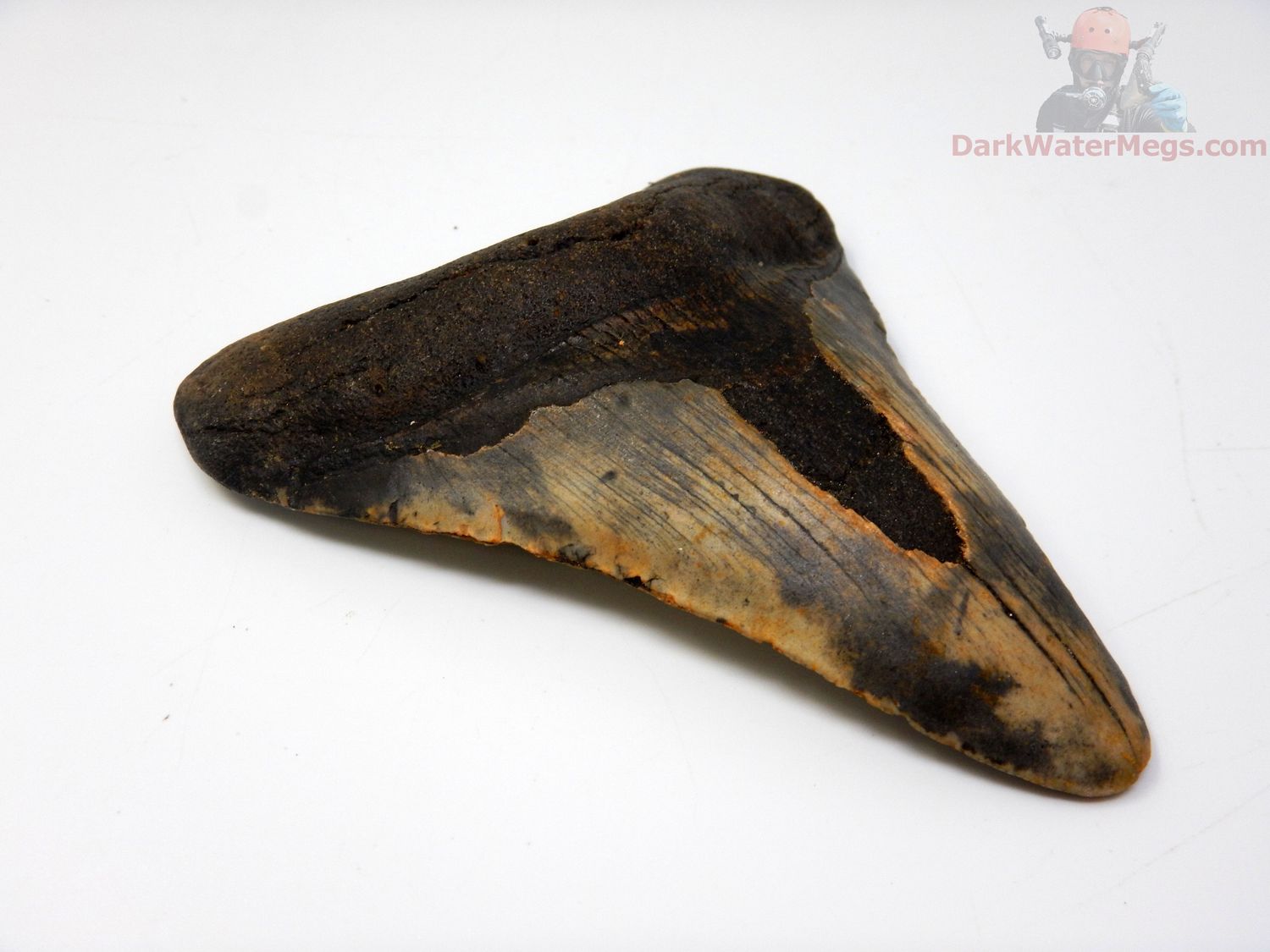 4.23" megalodon tooth