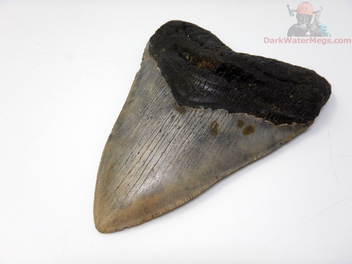 4.83" megalodon tooth