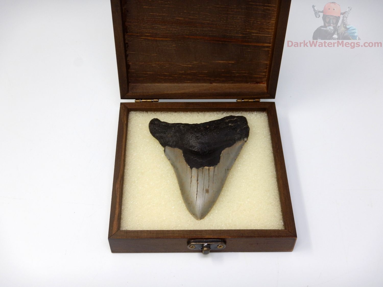4.11" megalodon with box