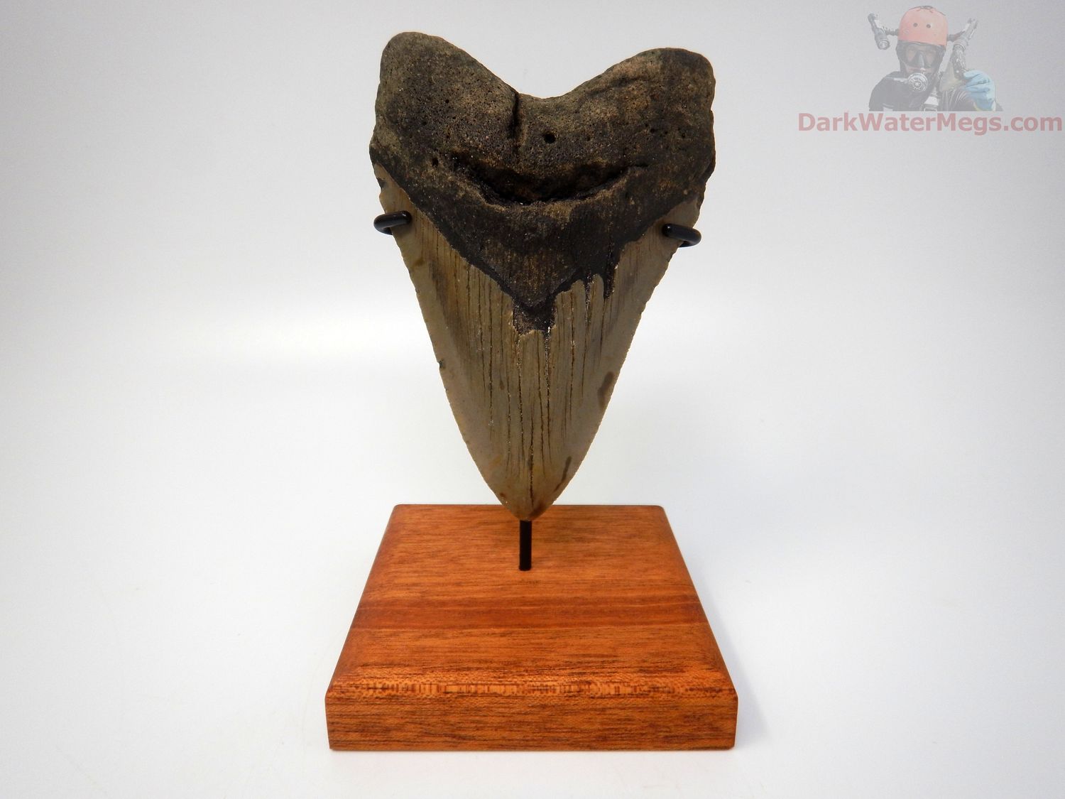 5.02" megalodon with stand