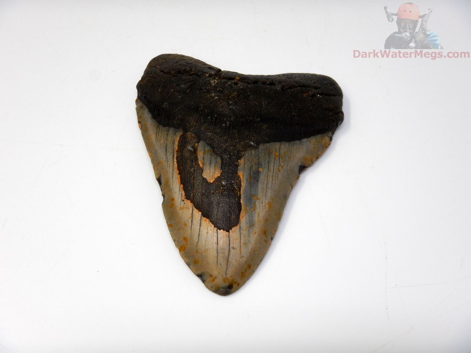 5.09" megalodon tooth