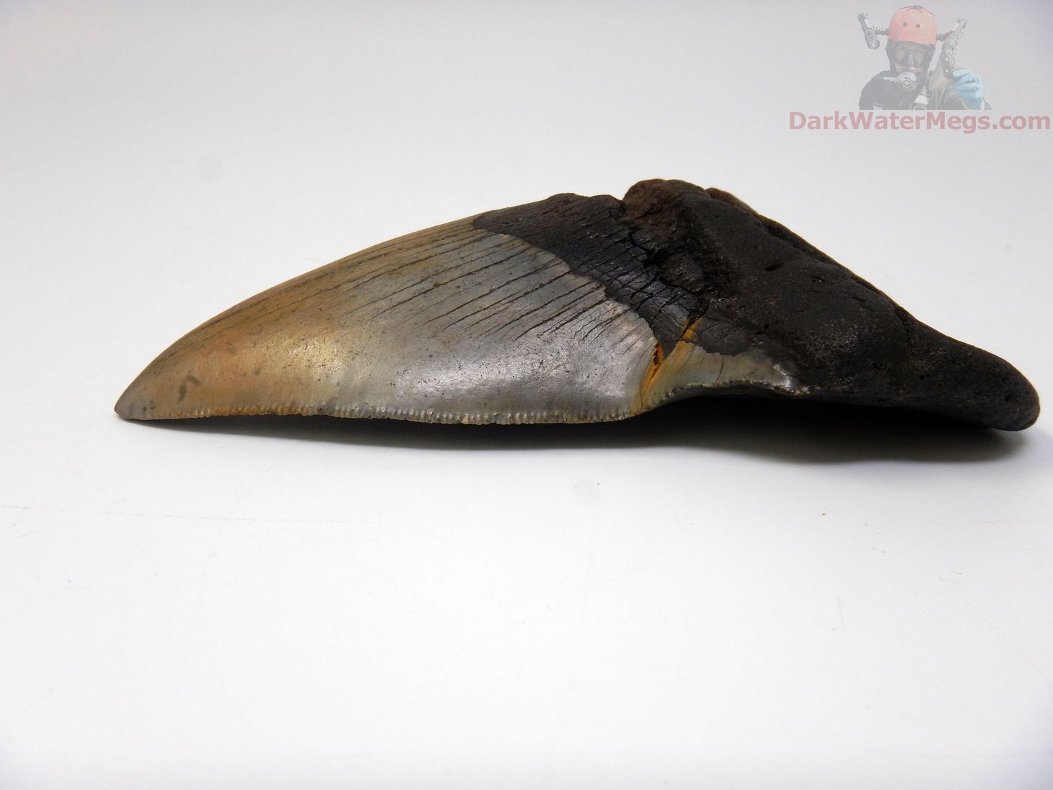 5.04" megalodon tooth