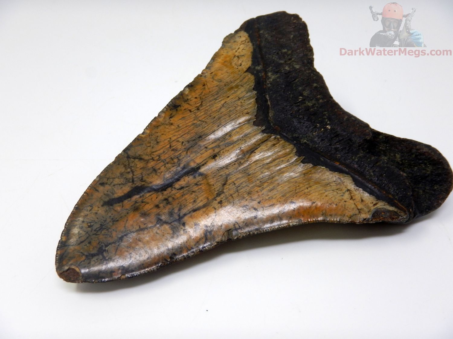 5.08" megalodon tooth