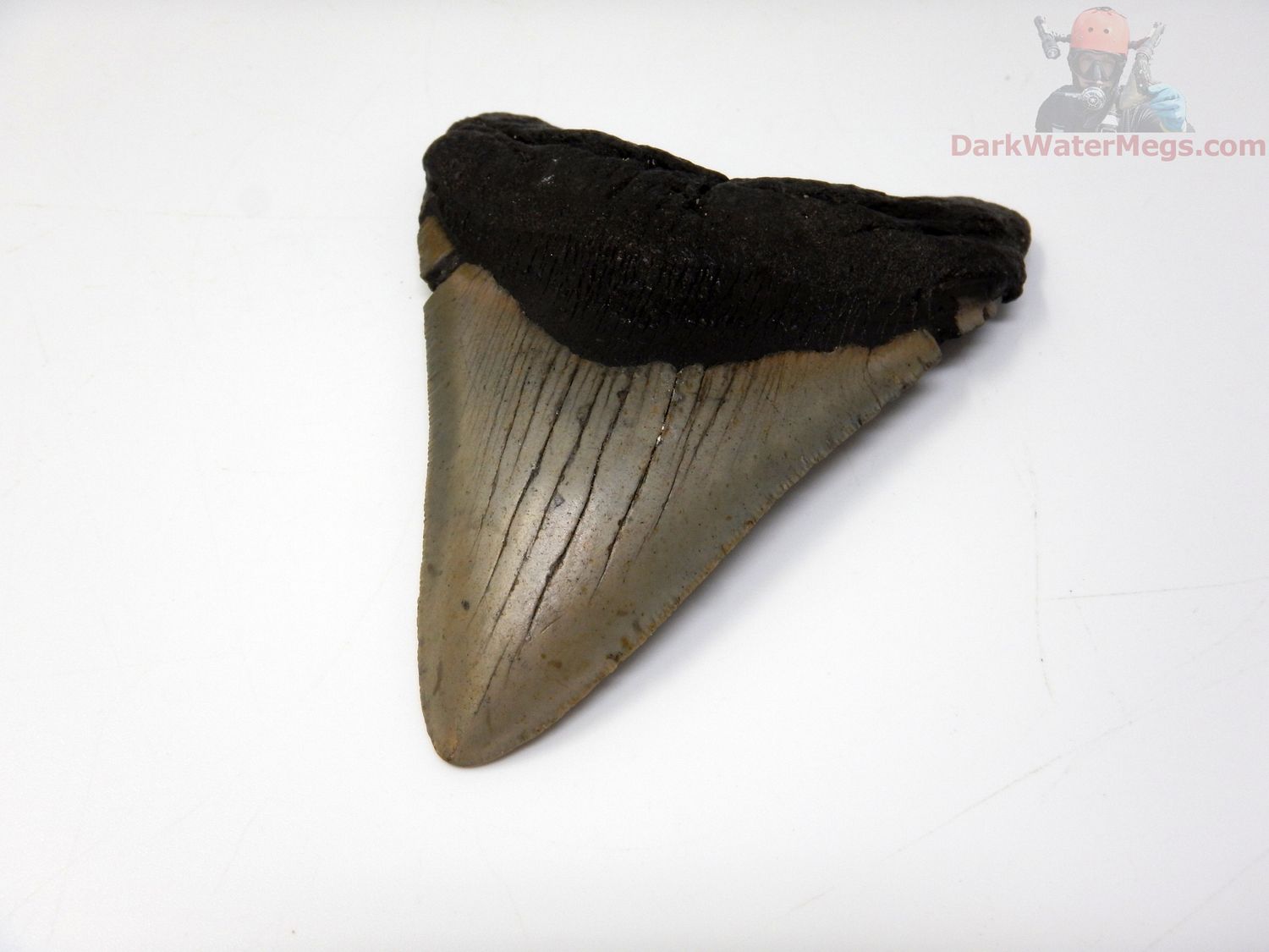4.46" megalodon tooth