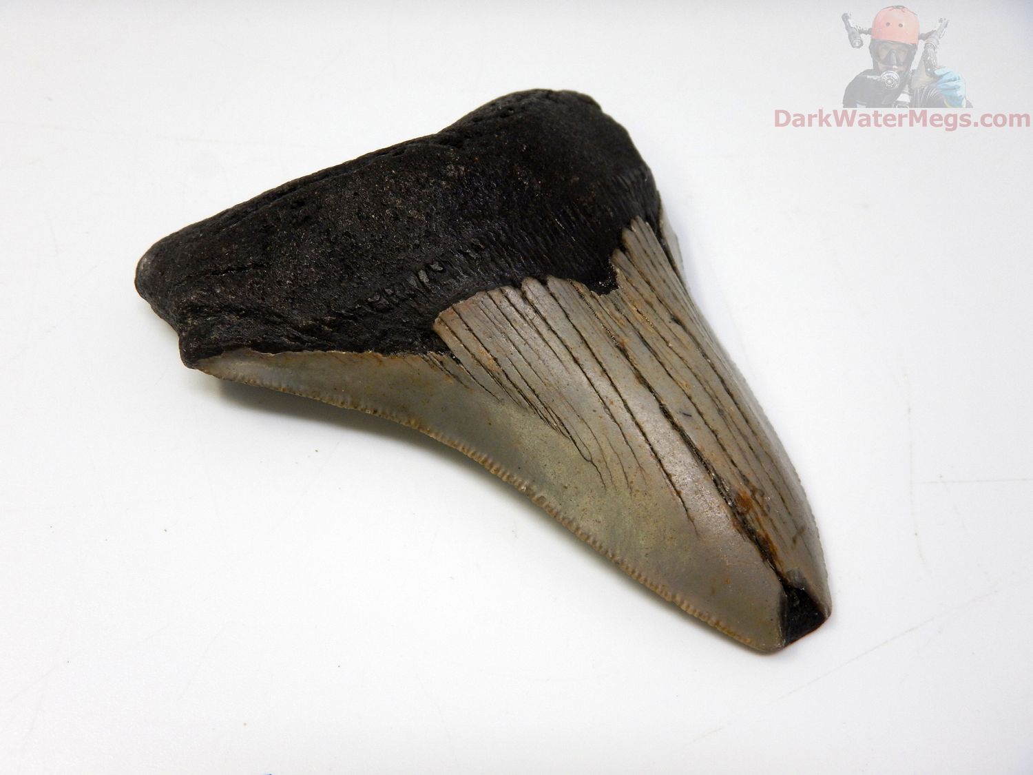 4.14" megalodon tooth