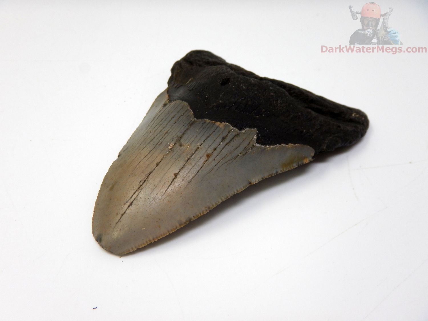 4.00" megalodon tooth