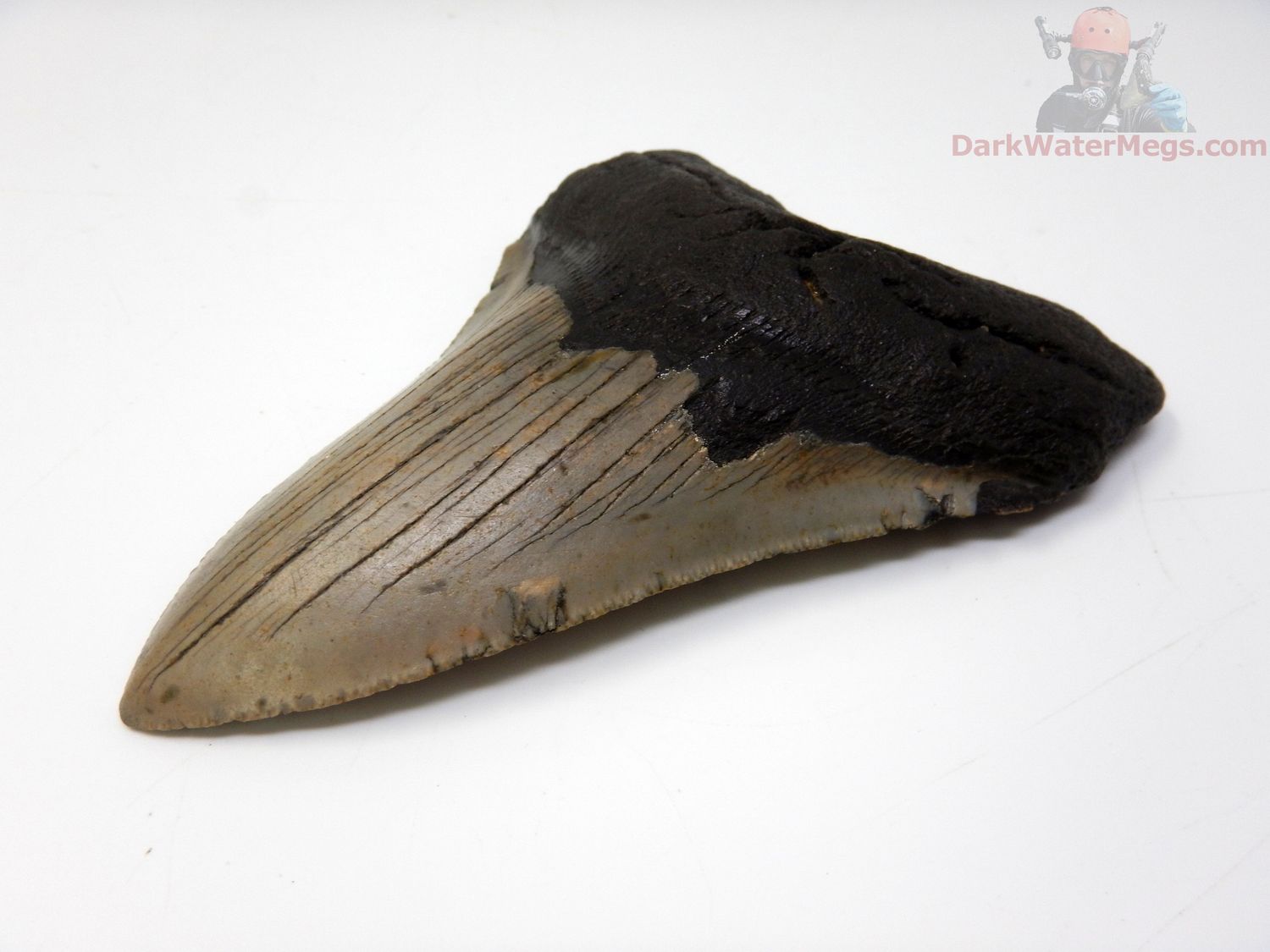 4.80" megalodon tooth