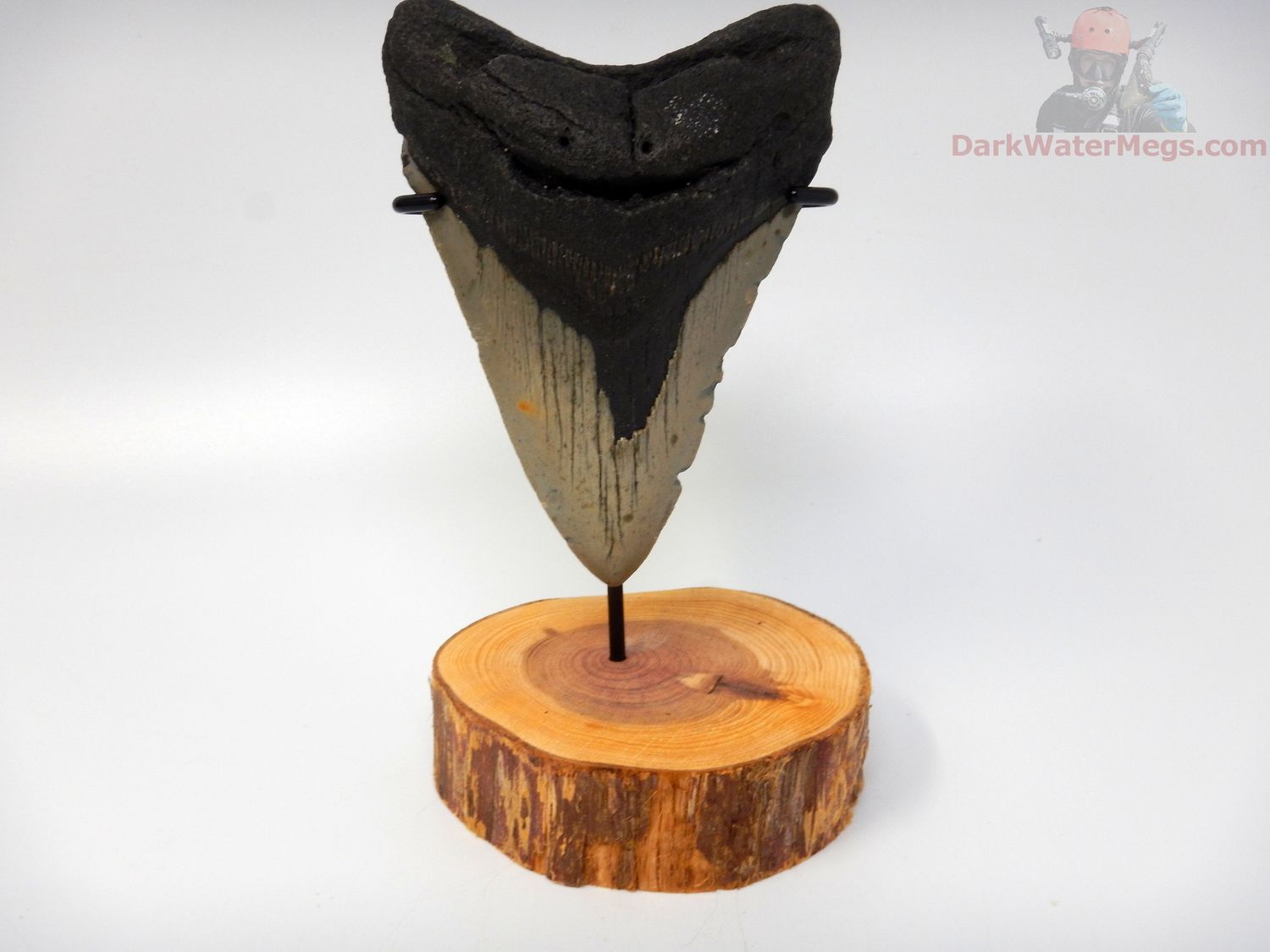 4.65" megalodon with stand