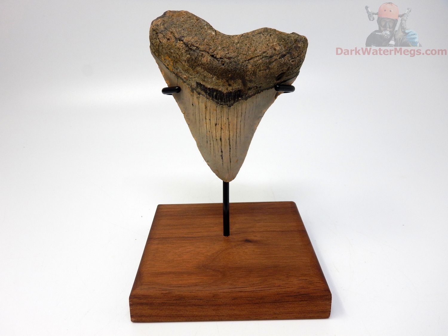 3.57" megalodon with stand
