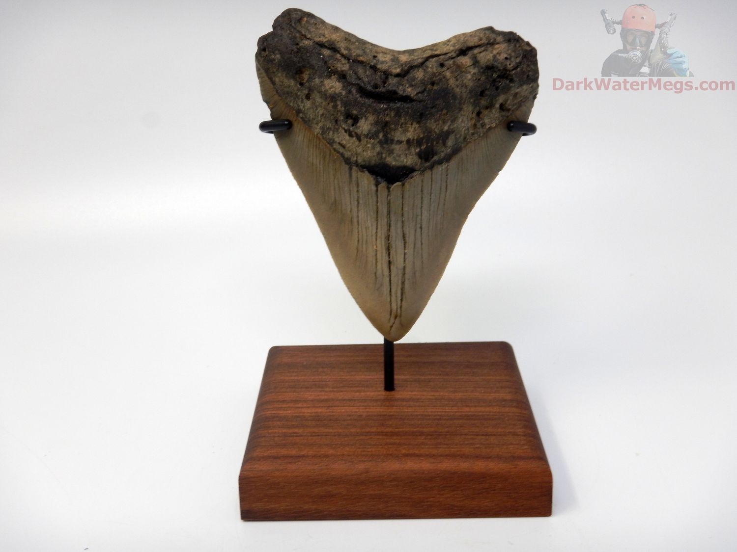 4.23" megalodon with stand