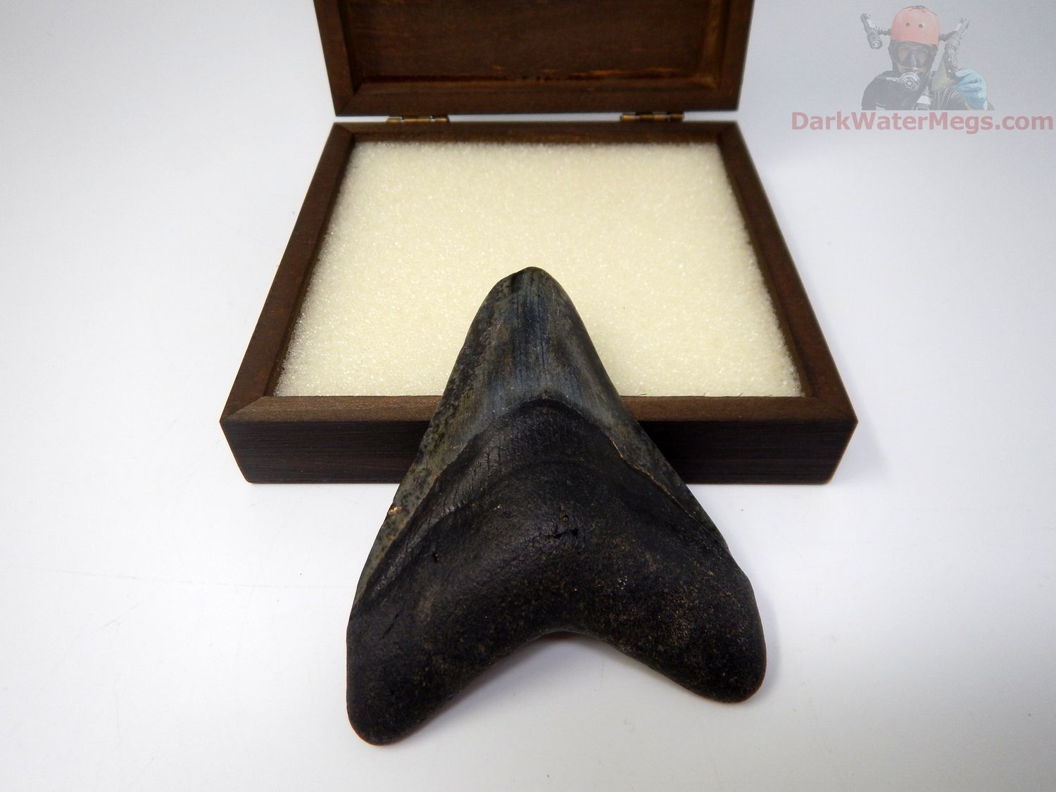 3.83" megalodon with box