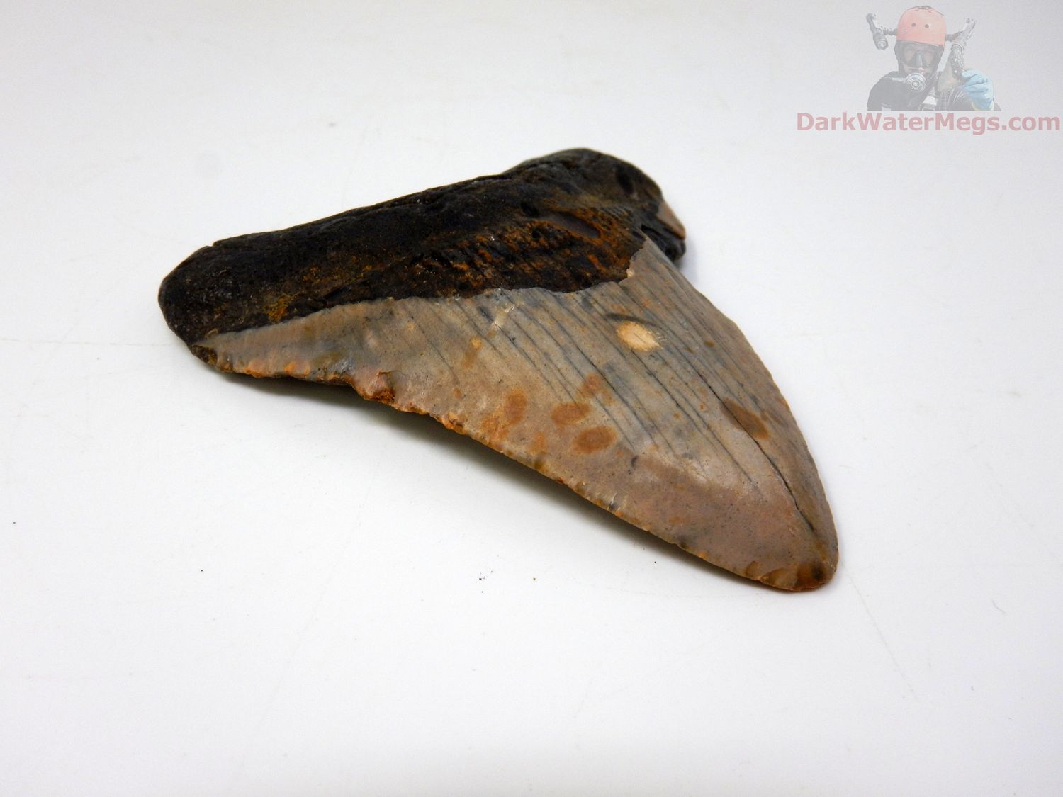 3.51" megalodon tooth