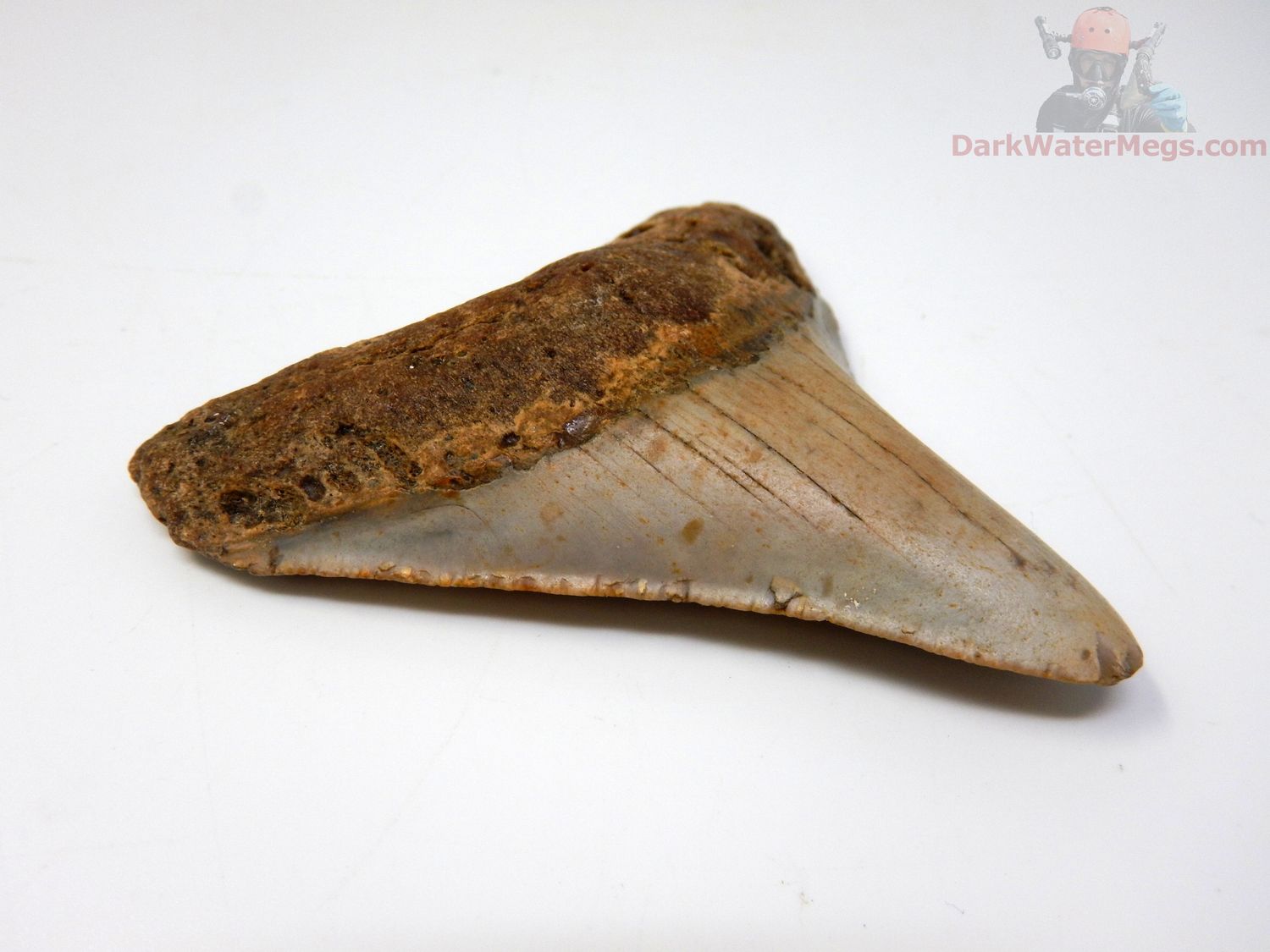 3.25" megalodon tooth