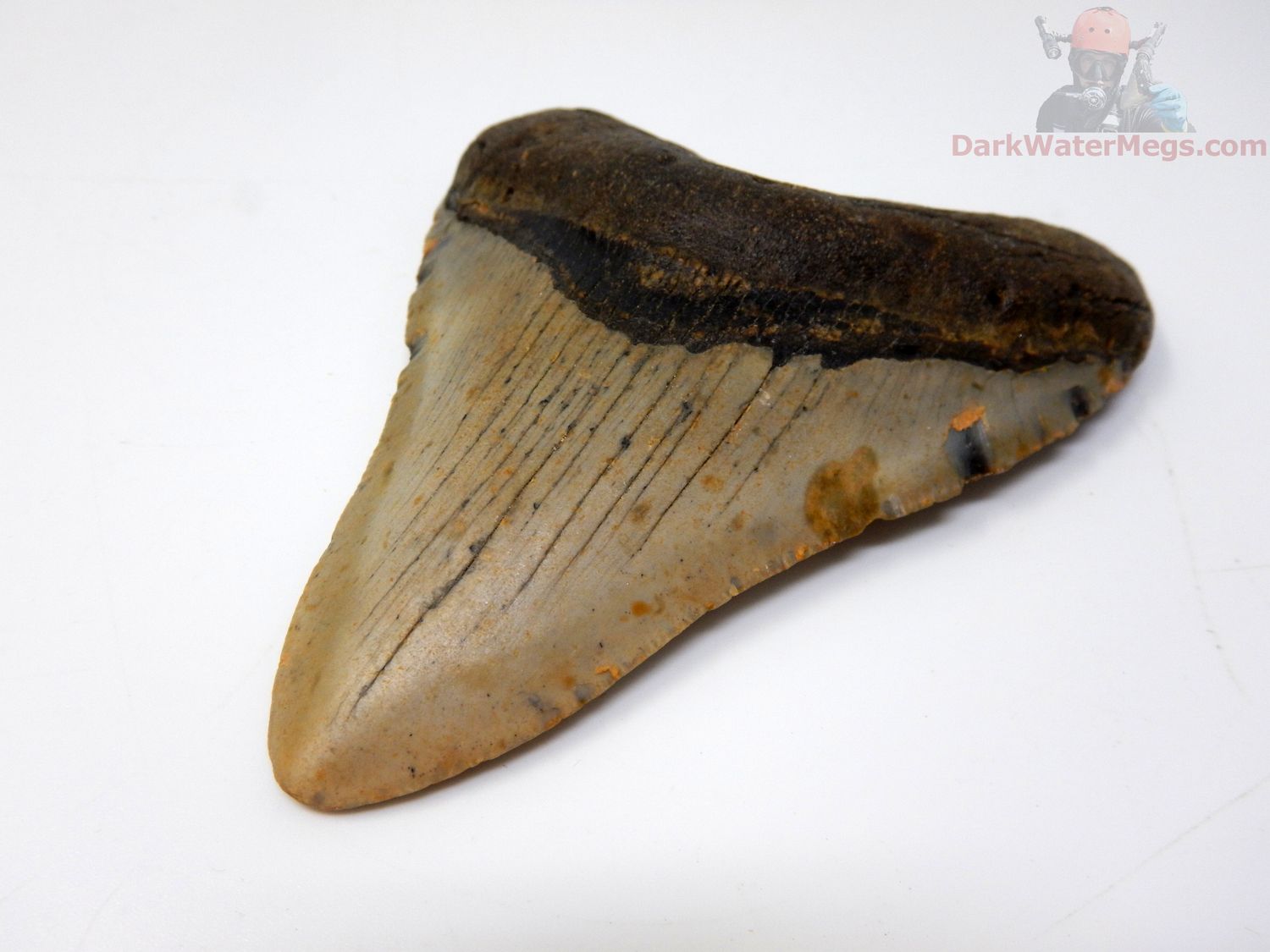 3.89" megalodon tooth