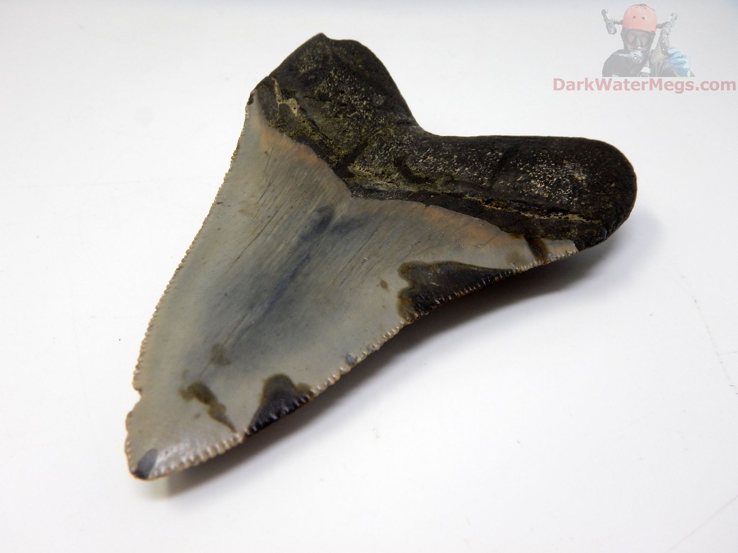 3.95" megalodon tooth