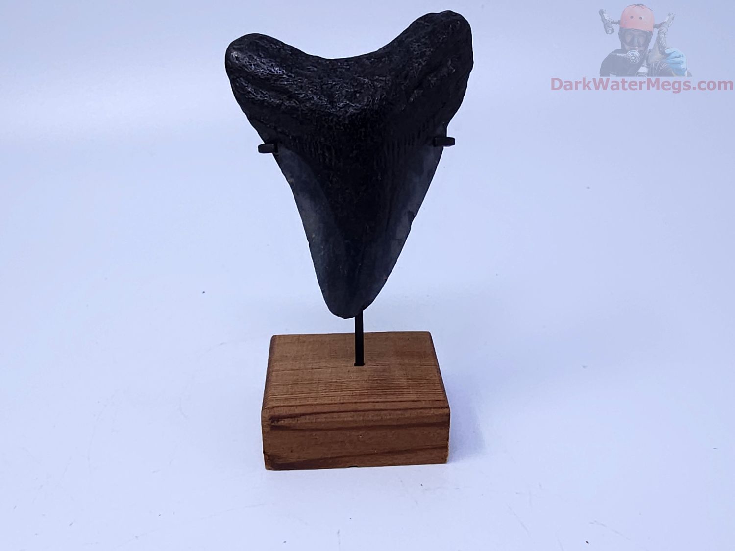 2.81" megalodon with stand