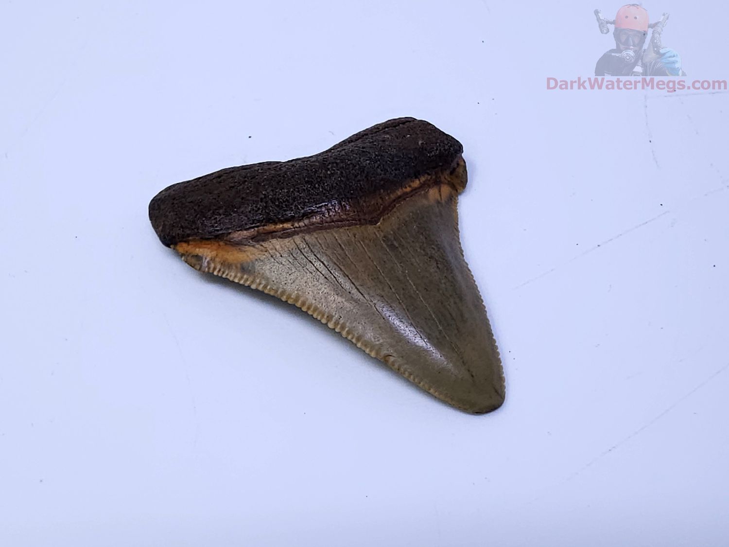 1.78" megalodon tooth