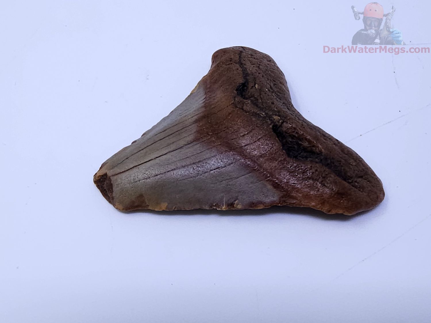 1.95" megalodon tooth