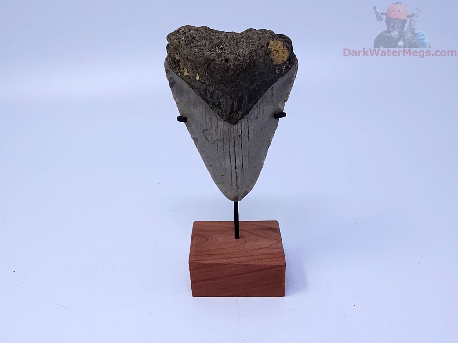 2.88" megalodon with stand