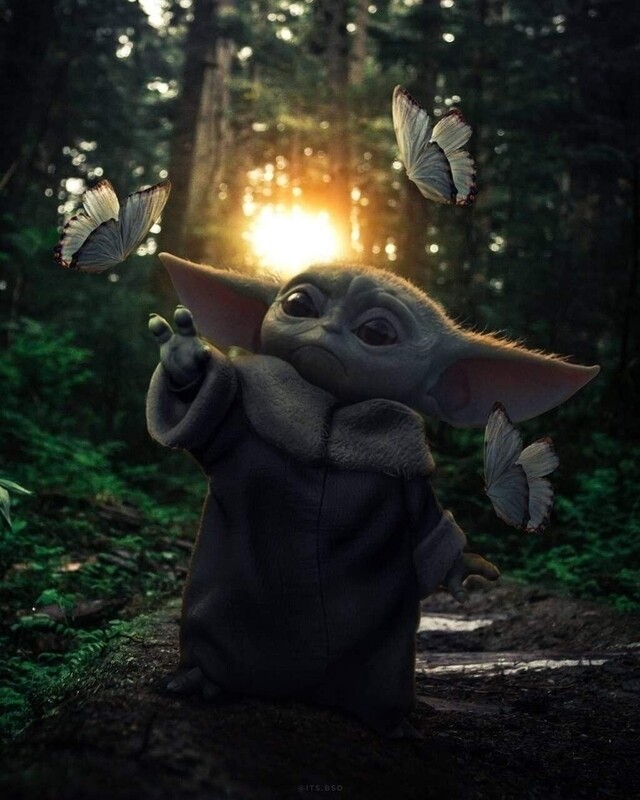 Sommersweat Yoda Panele Lieferung Oktober 