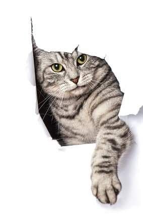Sommersweat Katze Panele Lieferung Oktober 