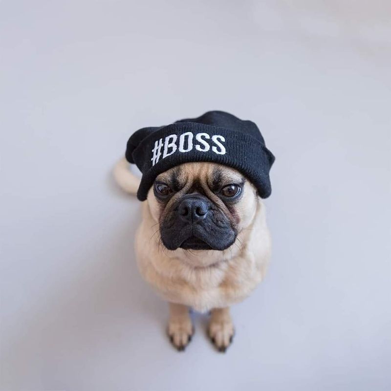 Sommersweat Hund Panele Lieferung Oktober 