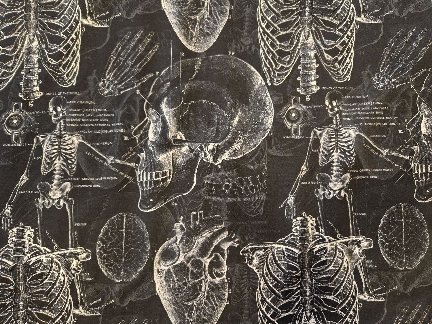 Sommersweat French-Terry Anatomie schwarz 85cm x 180cm breit