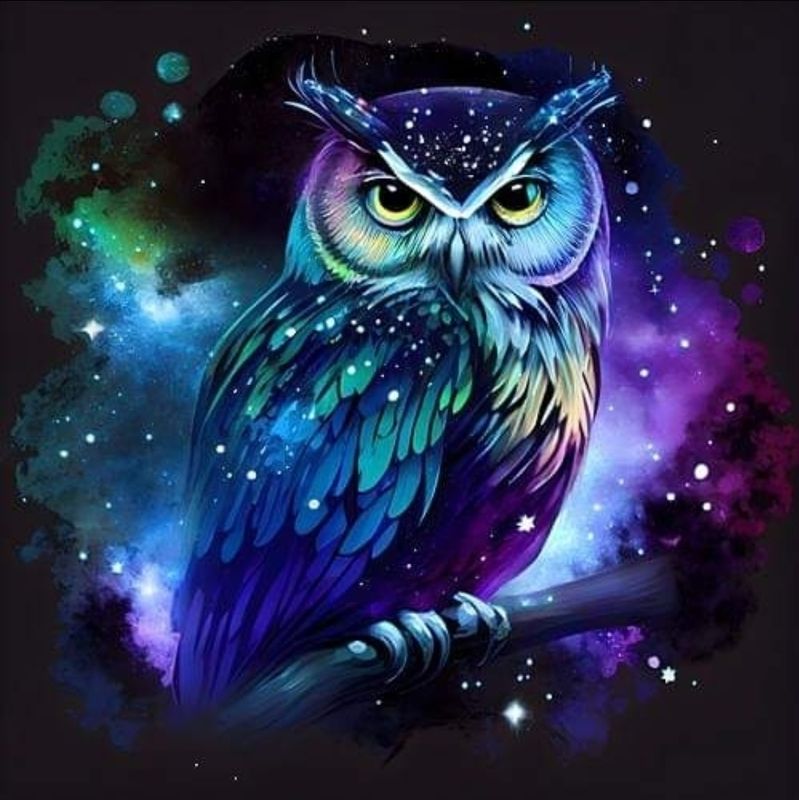 Sommersweat Eule Panele 50x60cm Sommersweat Eule Panele 50x60cm