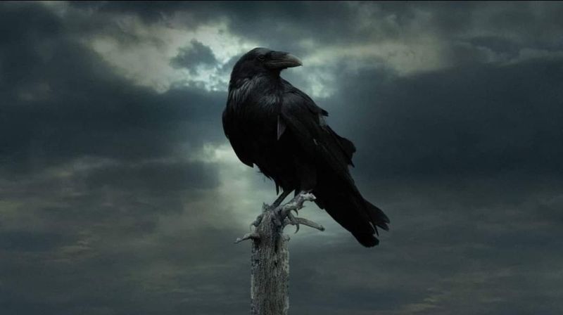 Sommersweat Rabe Panele 50x60cm Sommersweat Rabe Panele 50x60cm