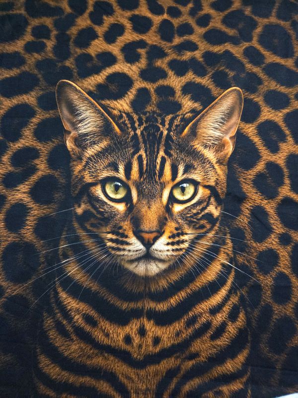 Sommersweat Panele Leo Animal Print Katze 80x180cm Sommersweat Panele Leo Animal Print Katze 80x180cm
