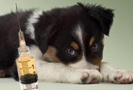 Vacinação completa para um cão / Series of vaccinations for a dog